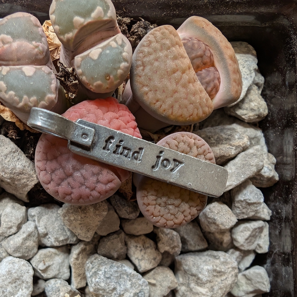 Succulent Plant with Inspirational Tag